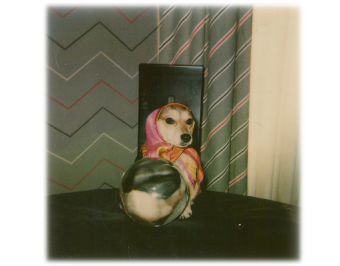 cane con la sfera di cristallo